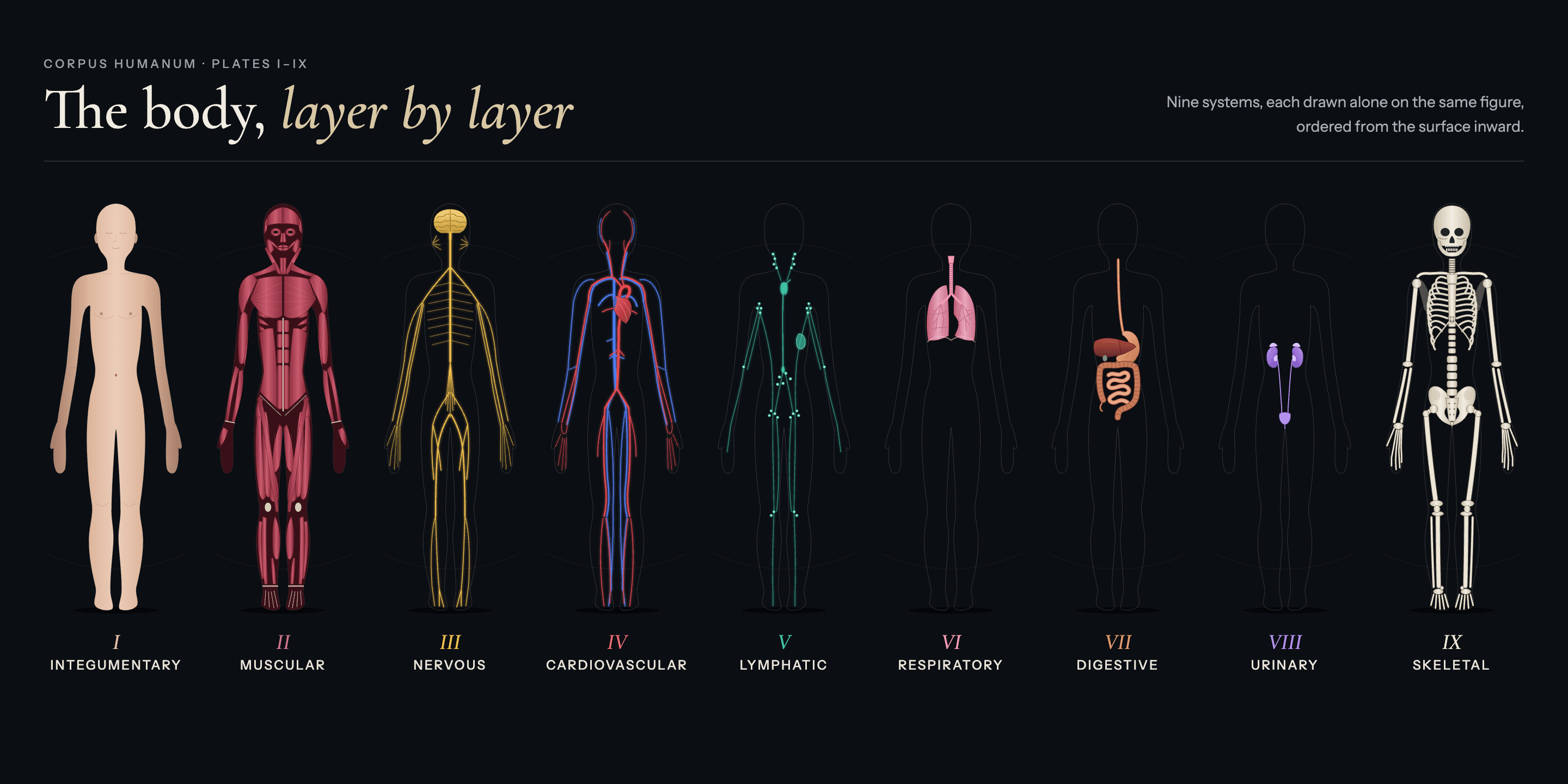 Nine anatomical body systems layer by layer